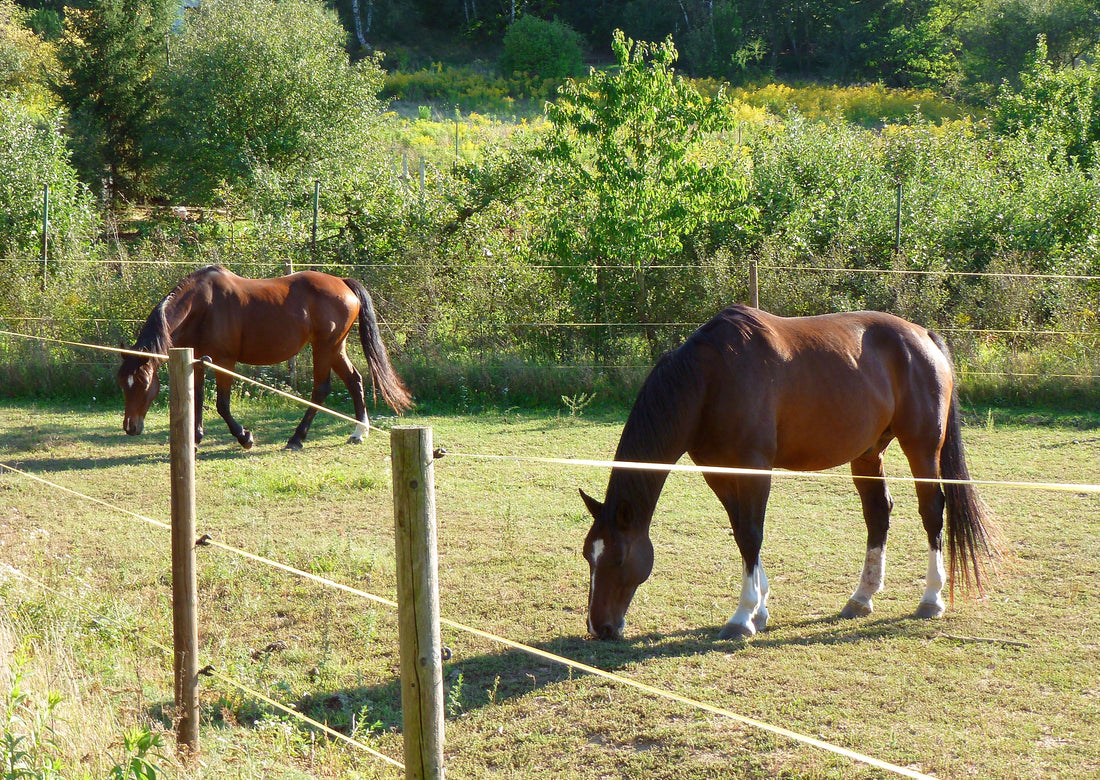 Afrastering (Paard)