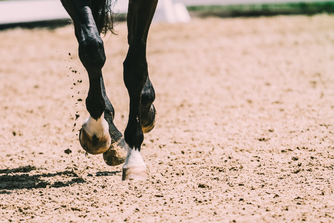 Biotine bij paarden
