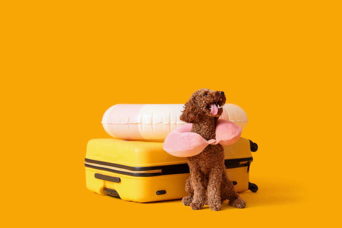 Tips & tricks: hond mee op vakantie