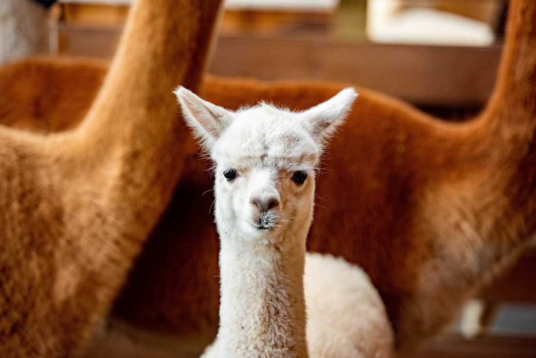 Alles over alpaca's verzorgen