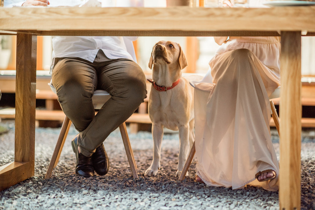 Mag je honden etensresten voeren?