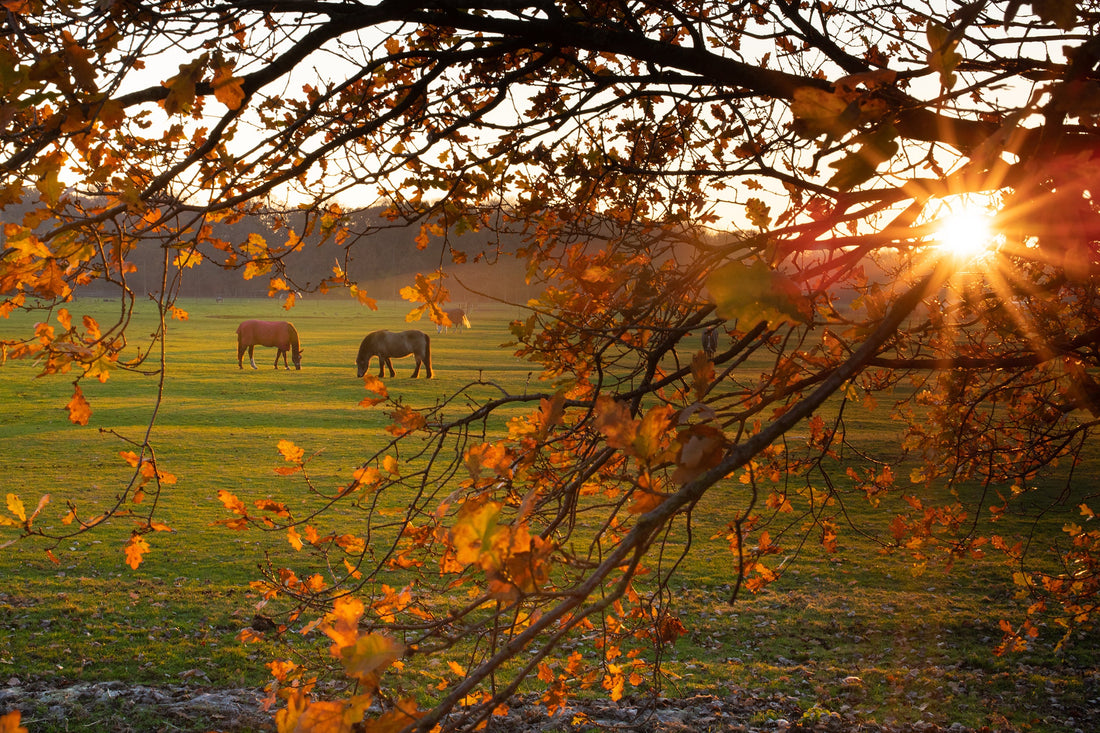 5 tips voor het ondersteunen van je paard tijdens de herfst