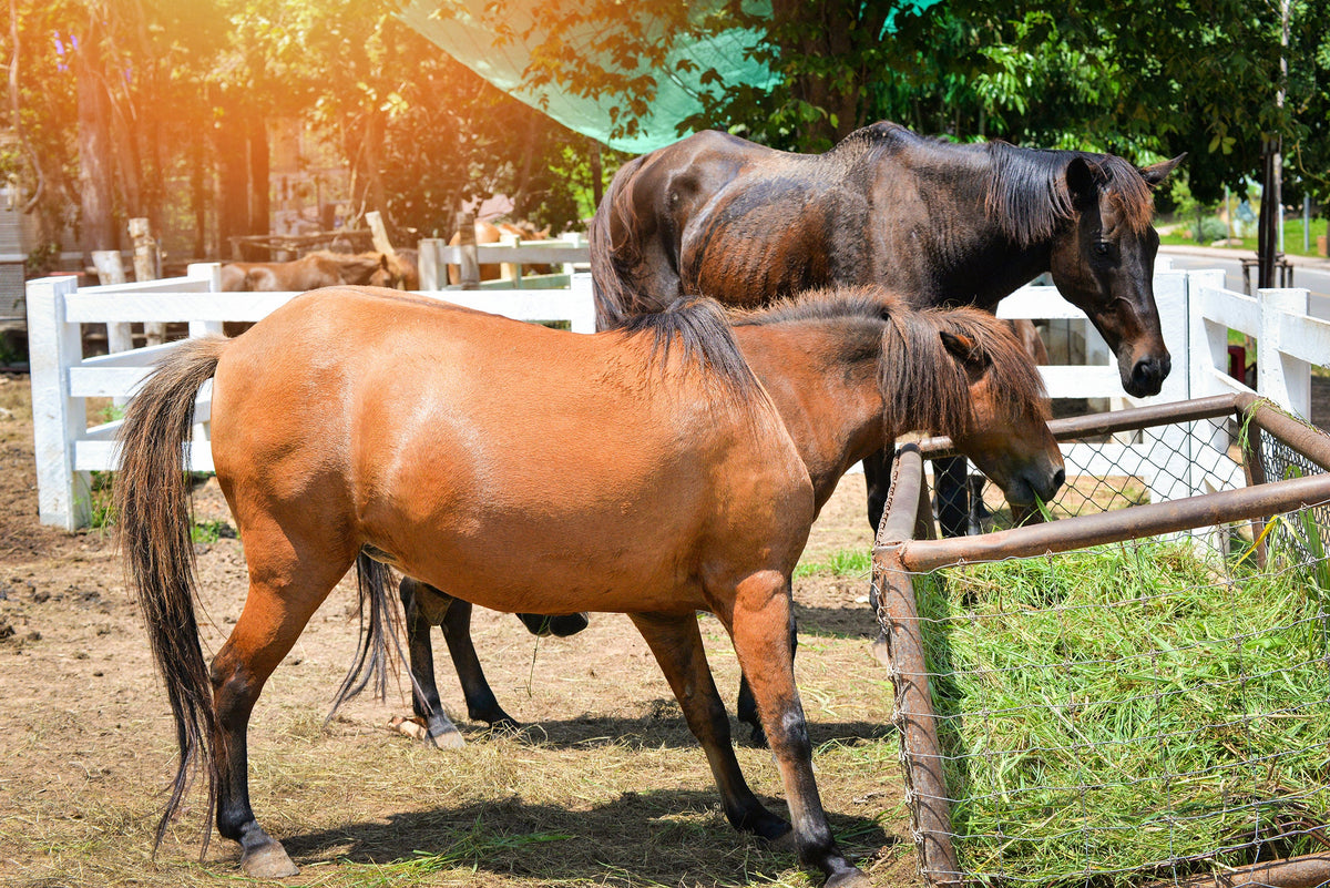 Spierbevangenheid bij paarden