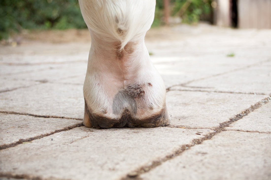 Mok bij een paard