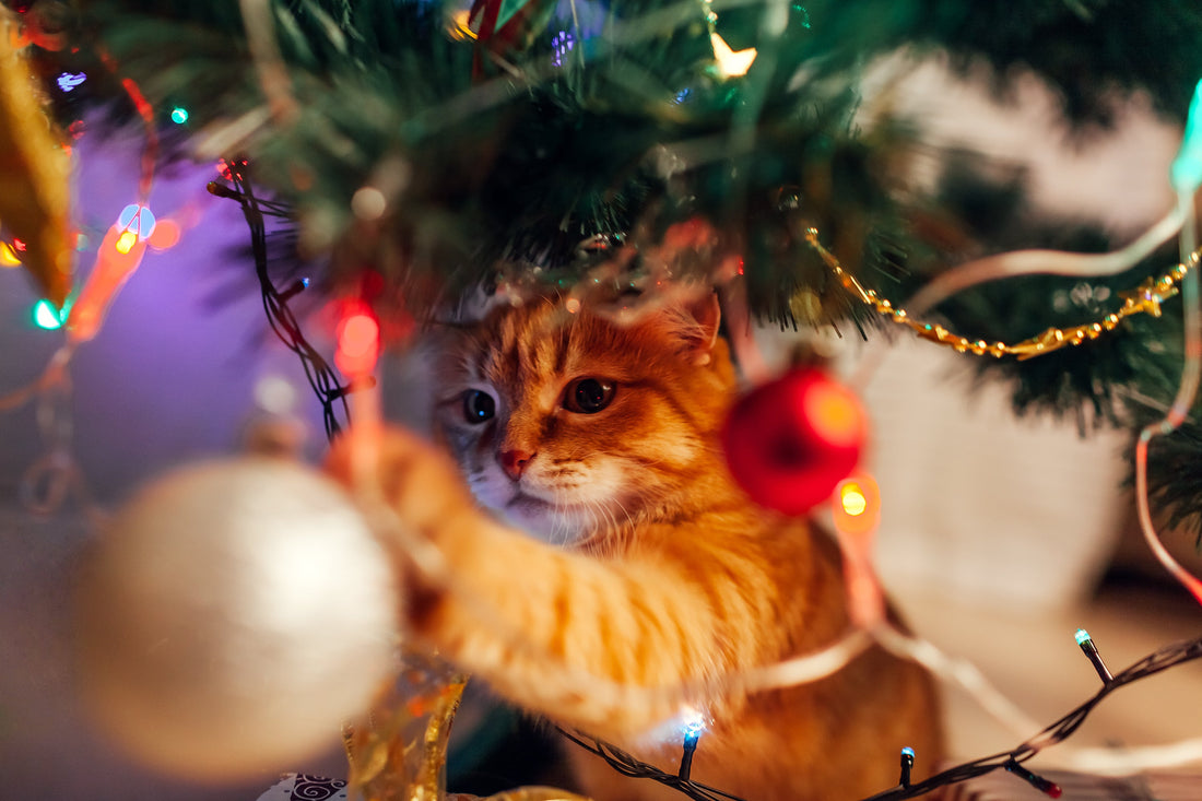 Een veilige kerst voor katten