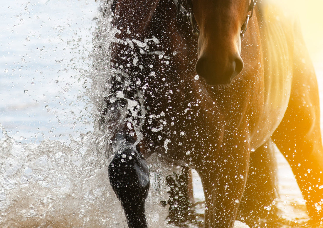 Hittestress bij paarden