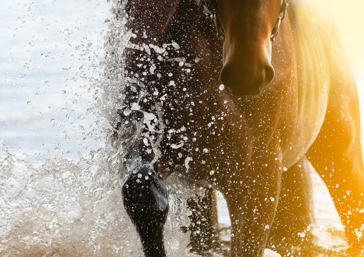 Hittestress bij paarden