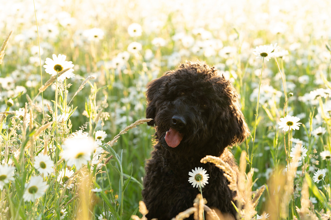 Huid en hond