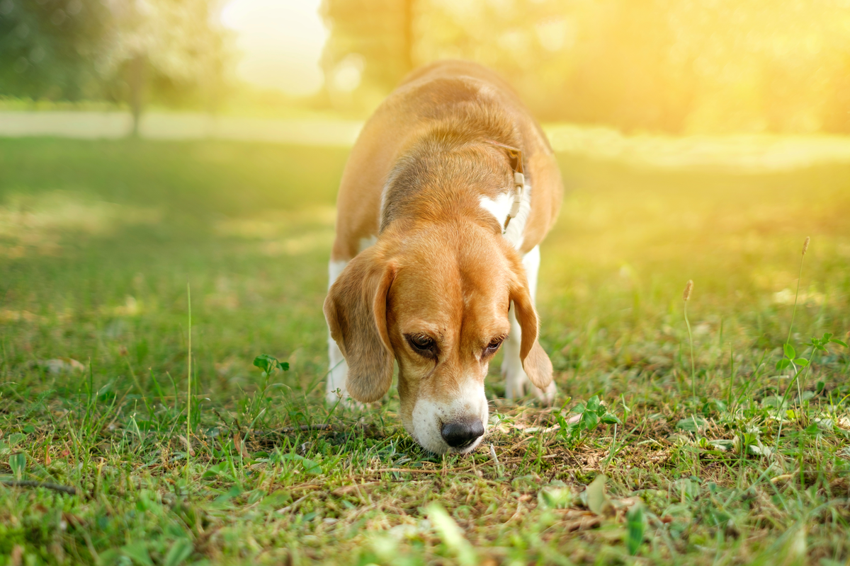 Help, mijn hond eet poep!