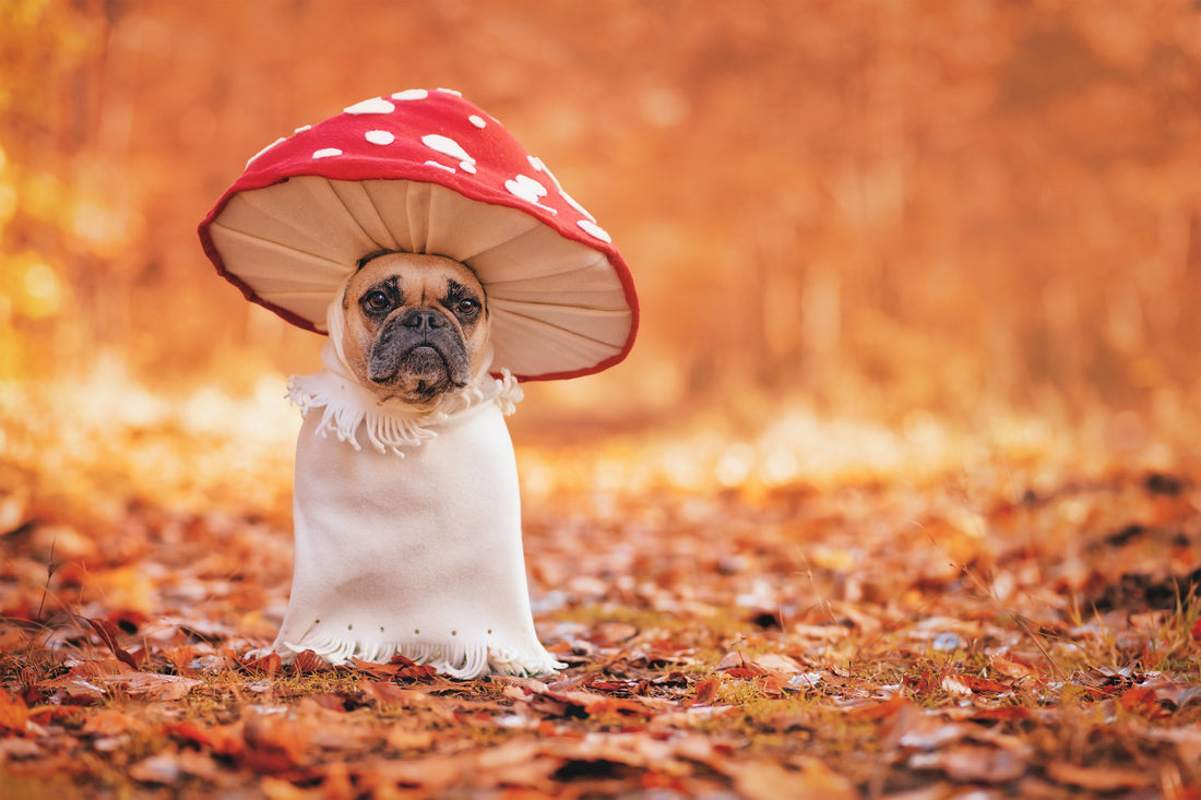 Excellent Pets voor ondersteuning tijdens de herfst
