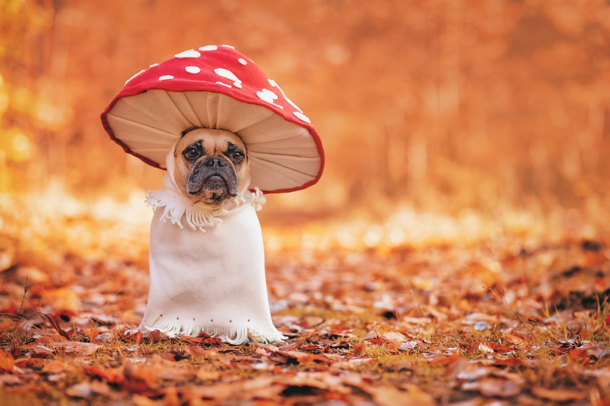 Excellent Pets voor ondersteuning tijdens de herfst
