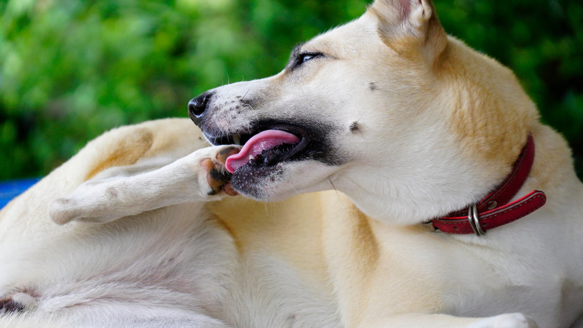 Waarom likken honden aan hun poten?
