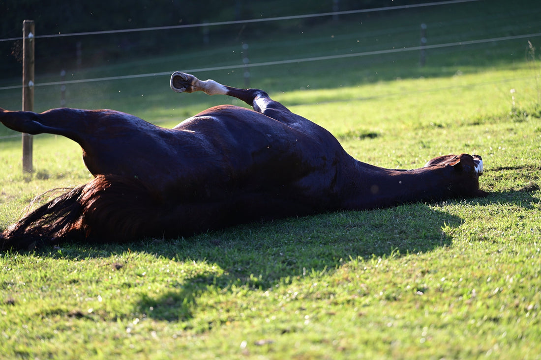 Koliek bij paarden