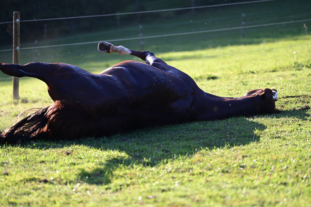 Koliek bij paarden