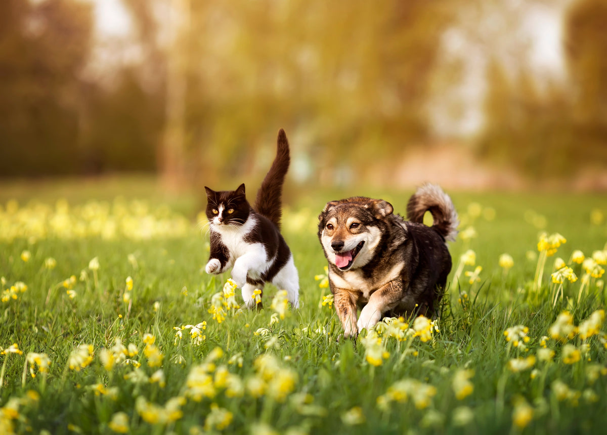 Excellent Pets supplementenwijzer