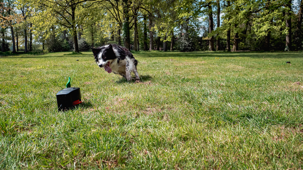 Bloedworm bij paarden
