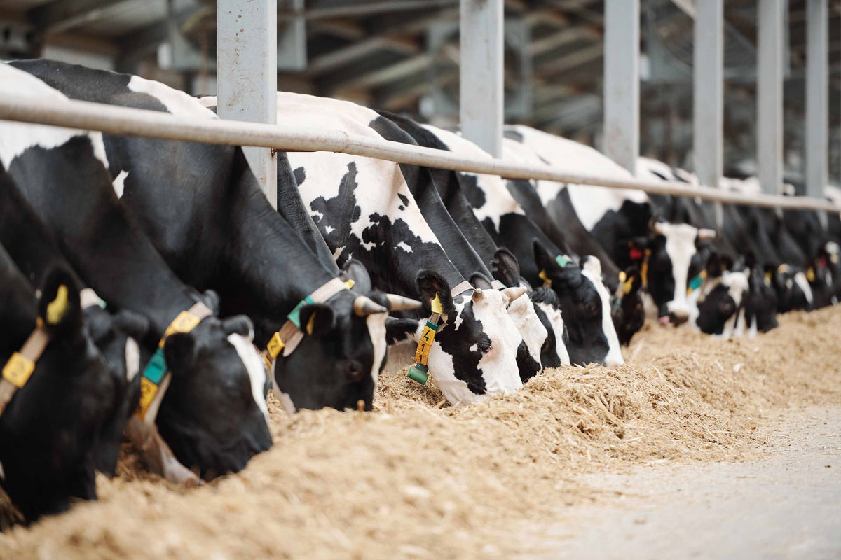 Droogstandsrantsoen op basis van Kation-Anion verschil