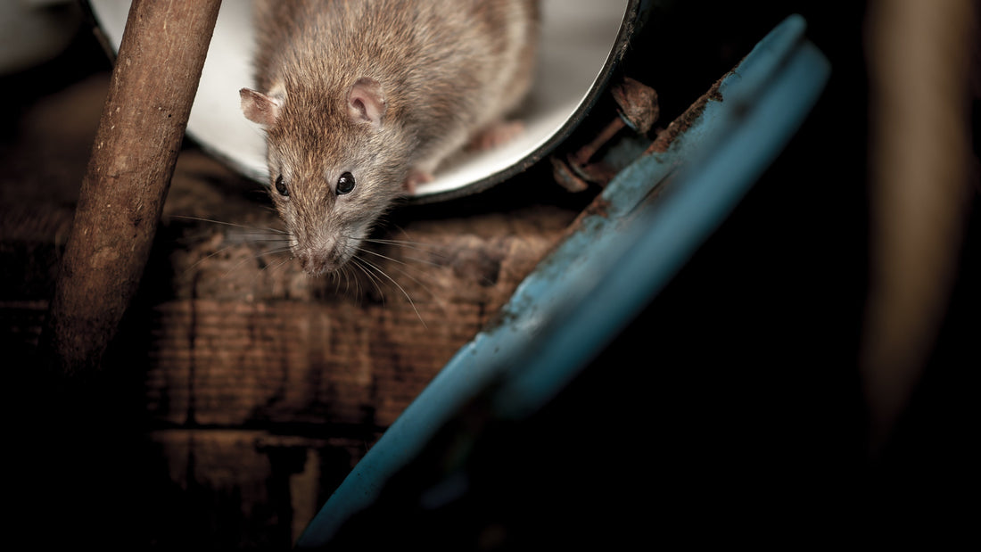Ratten bestrijden