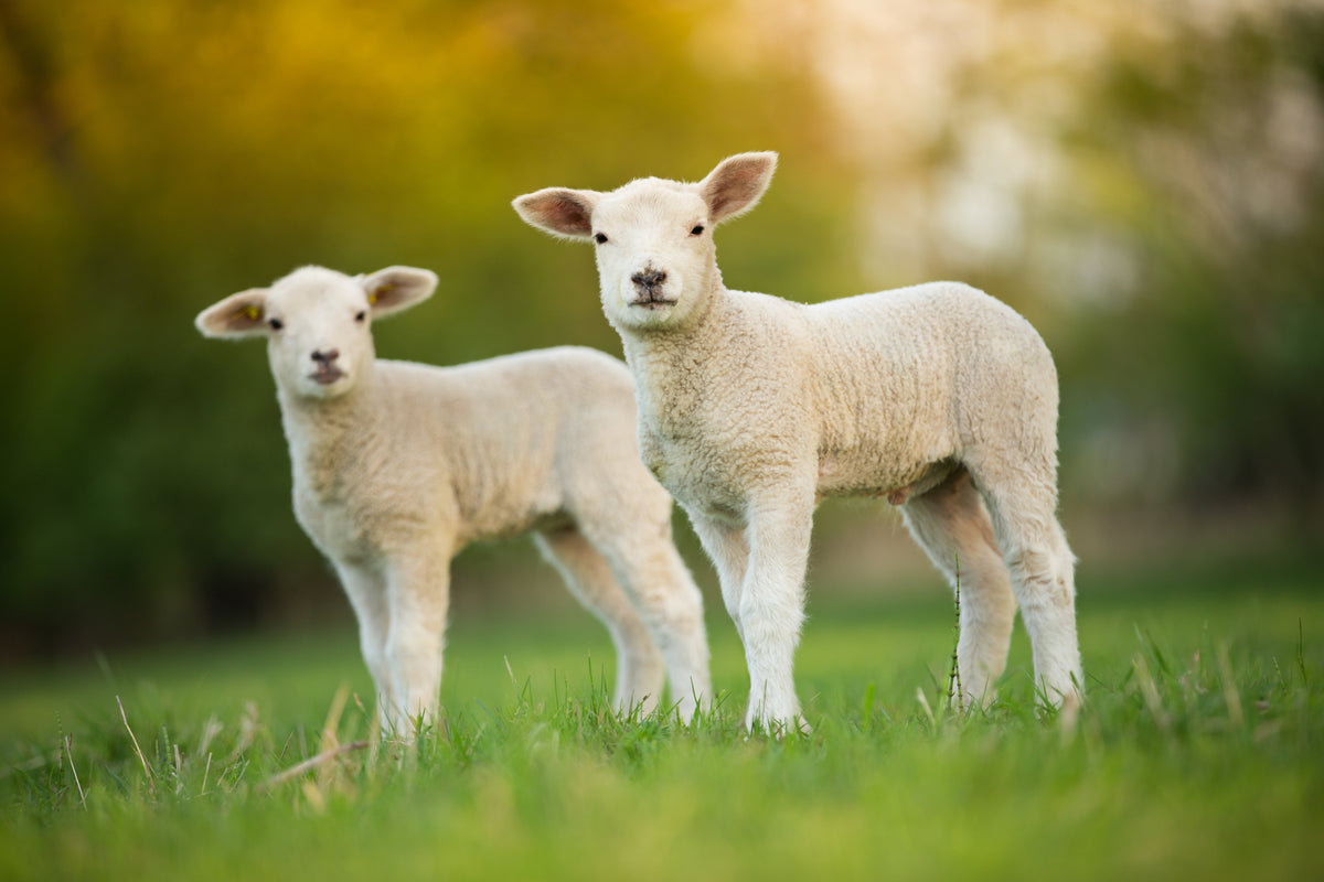 Myiasis bij schapen: voorkomen is beter dan genezen
