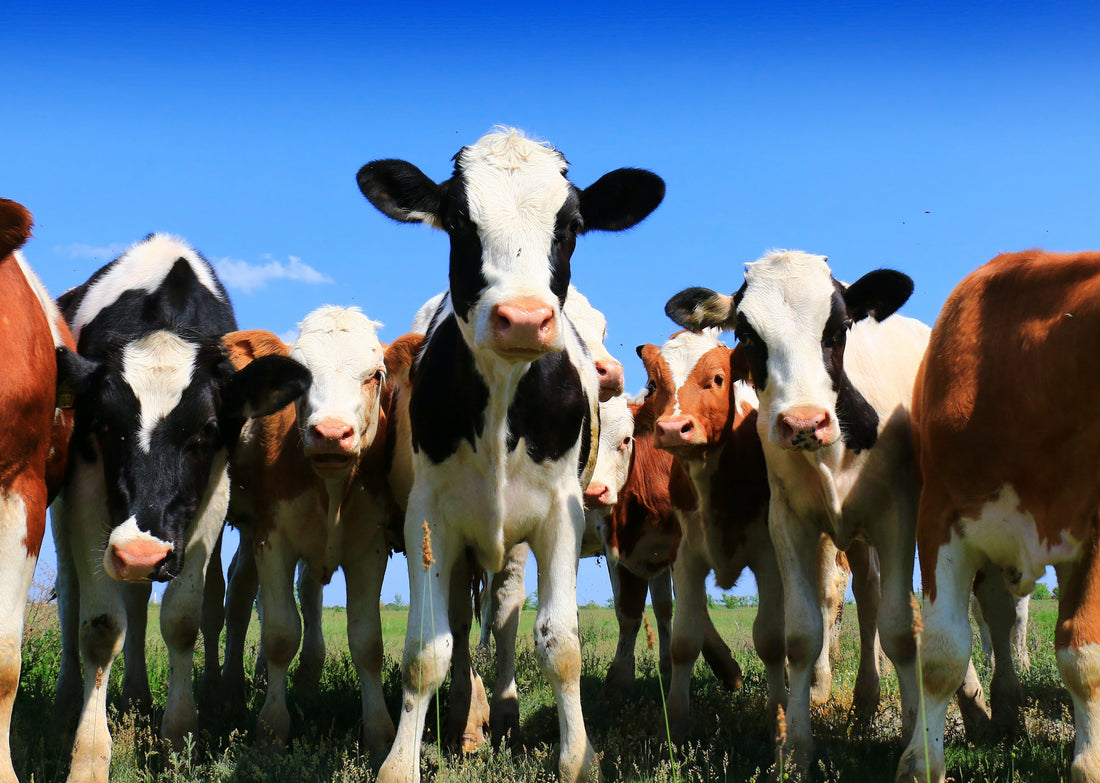 Mastitis & tepelcanules: welke, wanneer en hoe?
