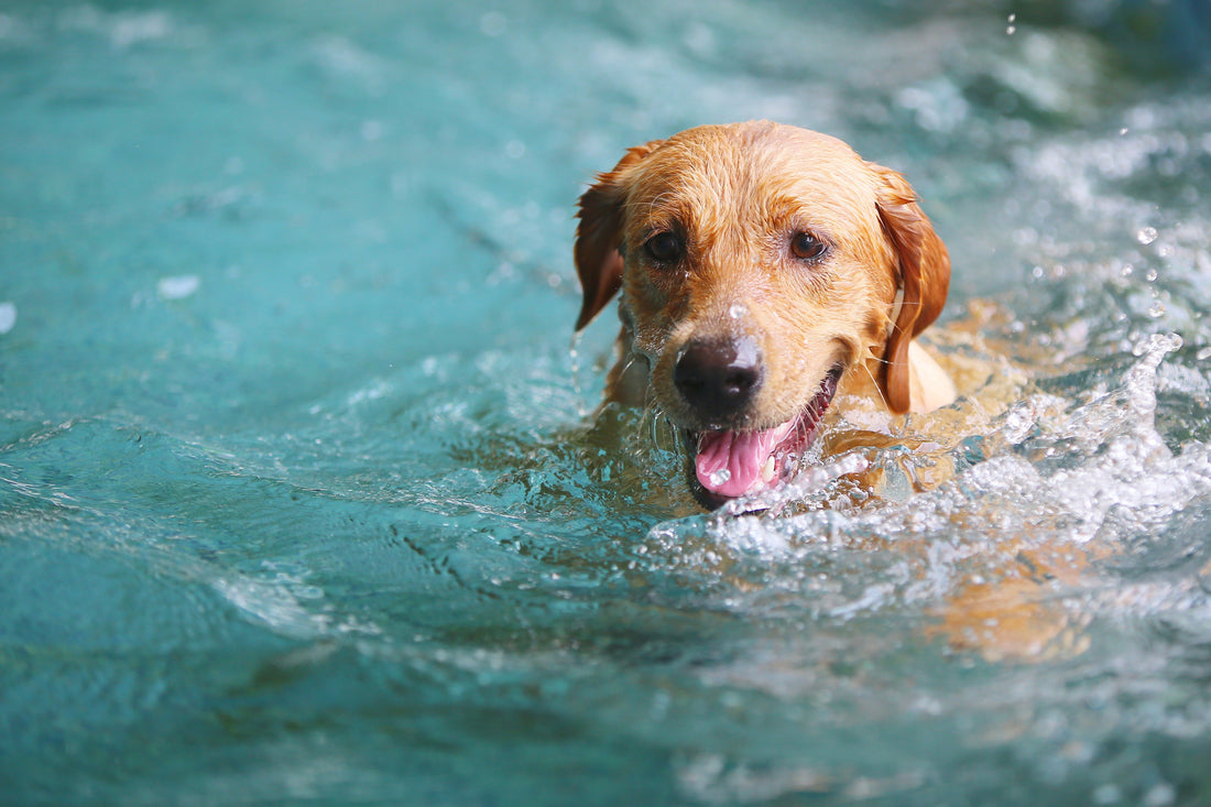8 leuke en leerzame zwemfeitjes over honden