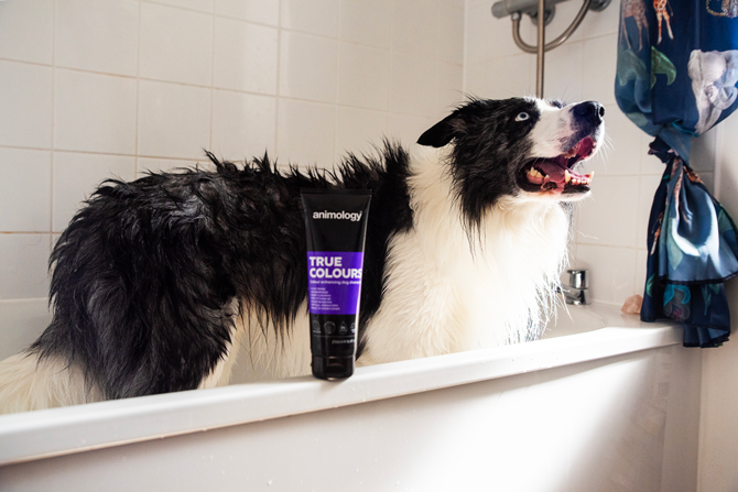 Animology True Colours Hundeshampoo