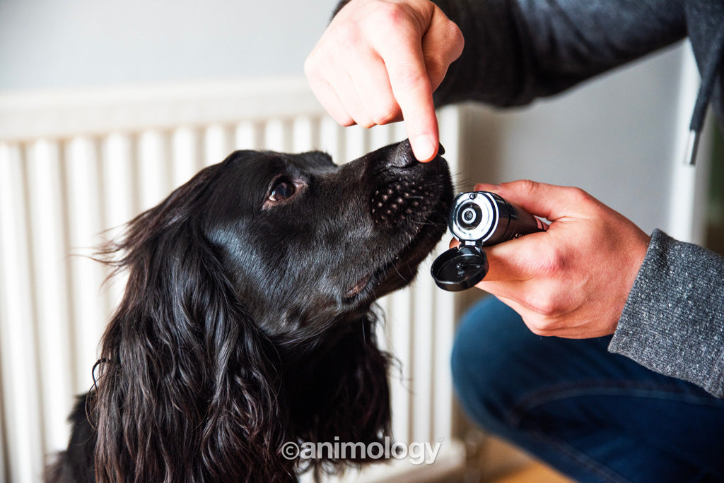 Animology Paws & Nose Balm 50 ml