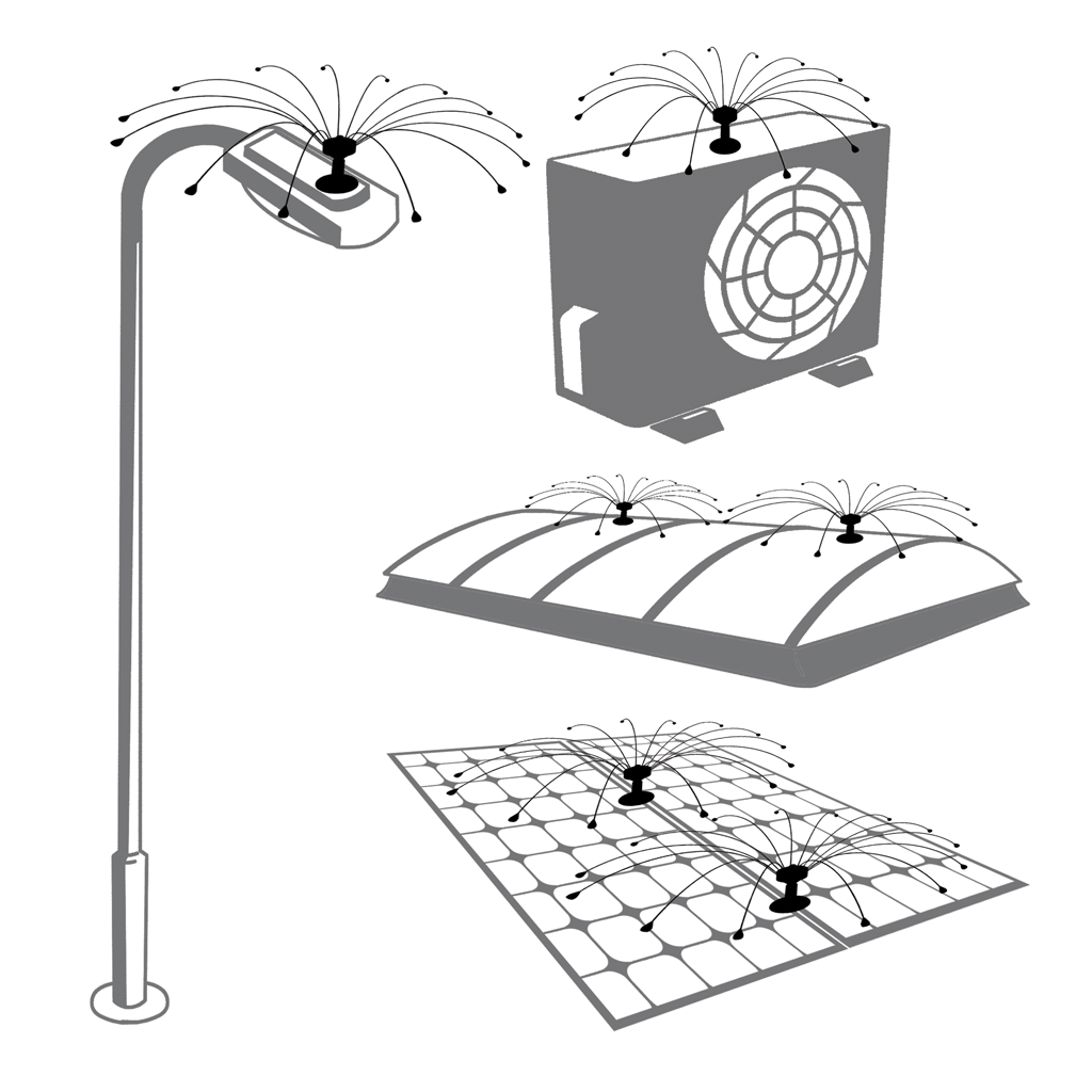 Birdshield Longlegs