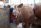 Borstel voor Paard, Rund, Geit