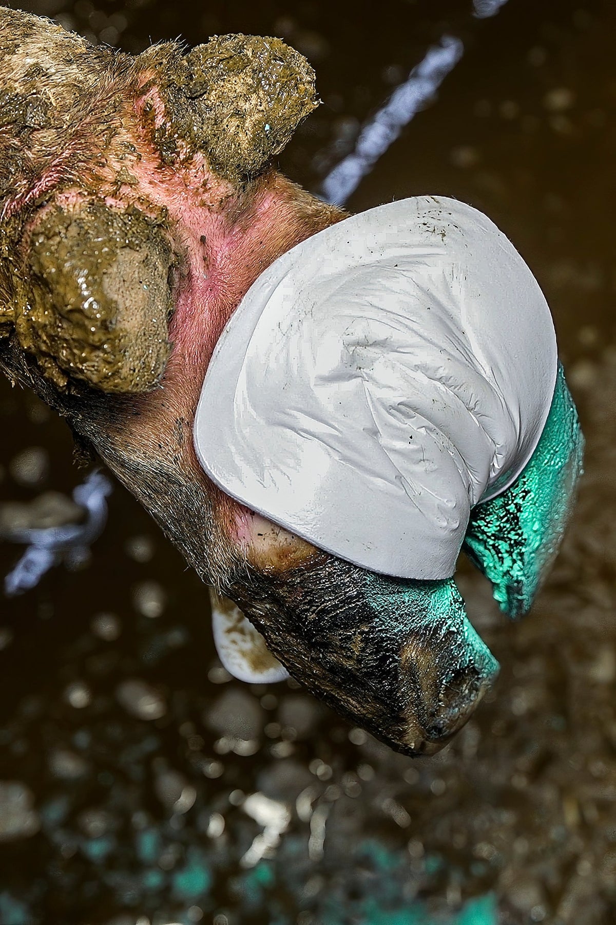 Easy Hoof Dry Pads
