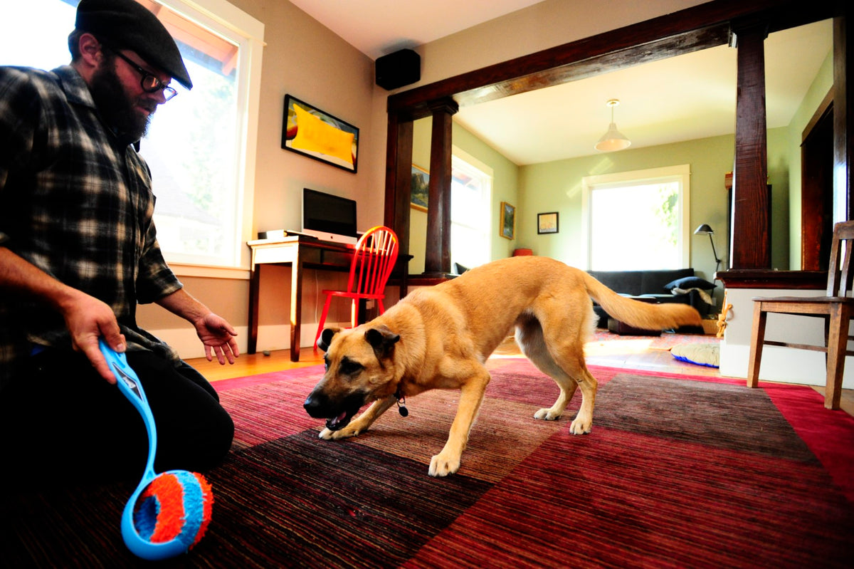 Chuckit! Indoor Roller