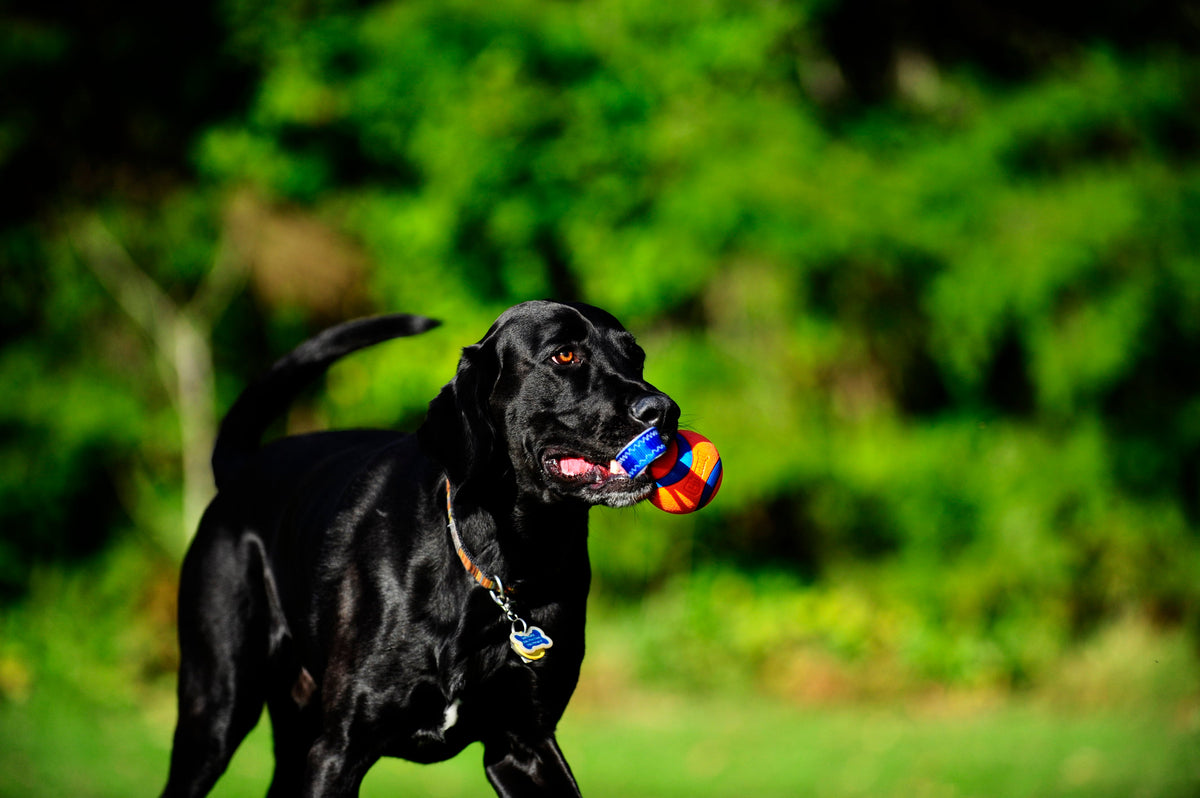 Chuckit! Ultra Tug