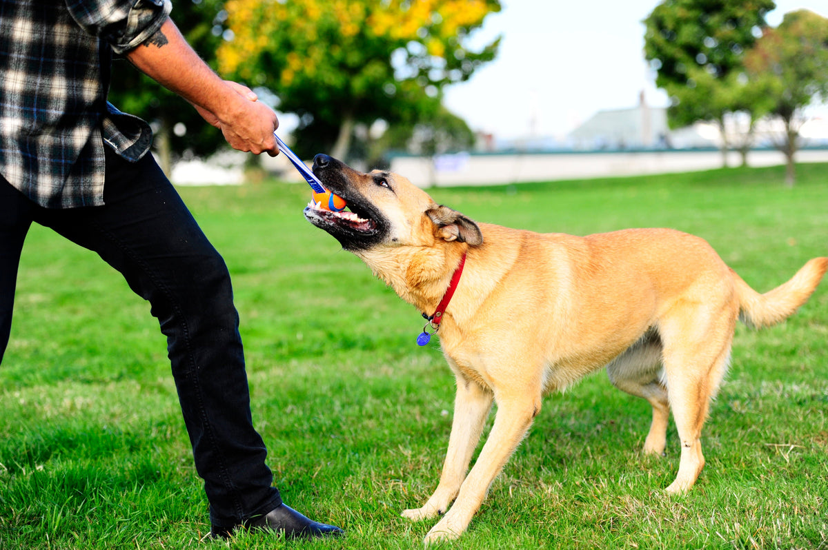 Chuckit! Ultra Tug