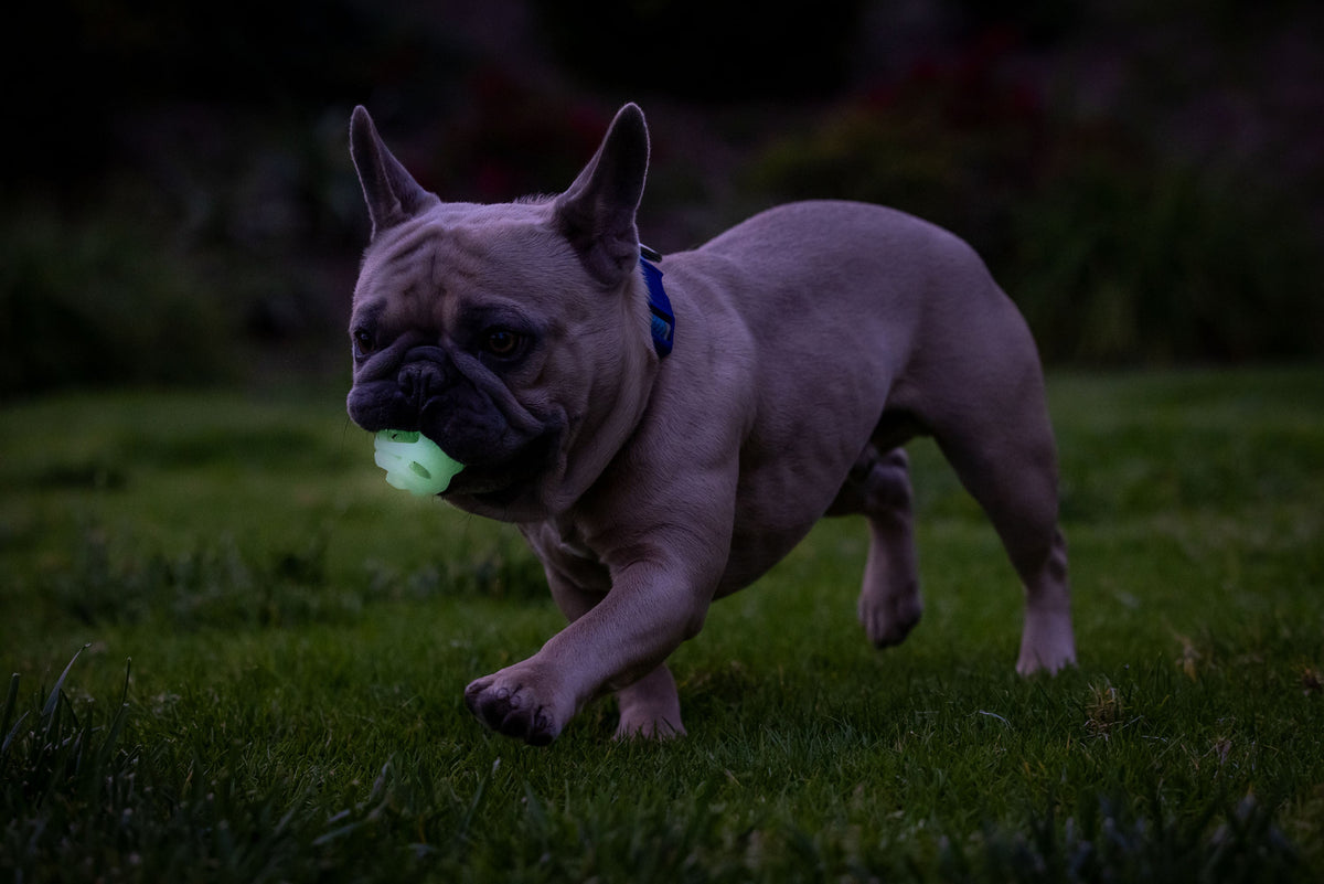 Chuckit! Air Glow Fetch Ball