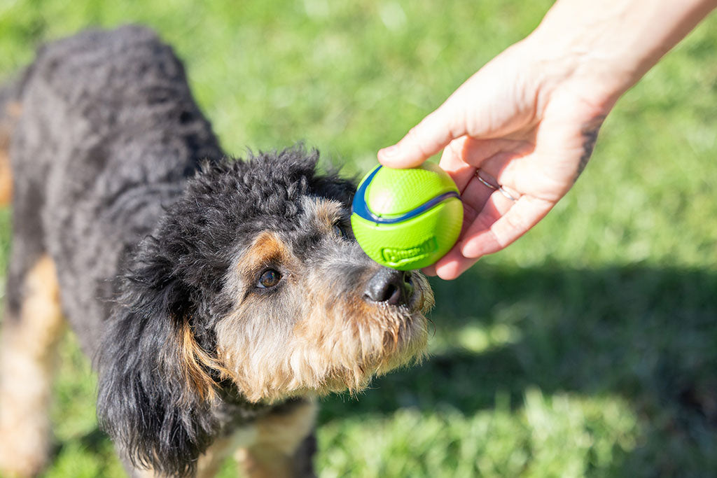 Chuckit! Sniff Fetch Ball Bacon & Peanut Butter