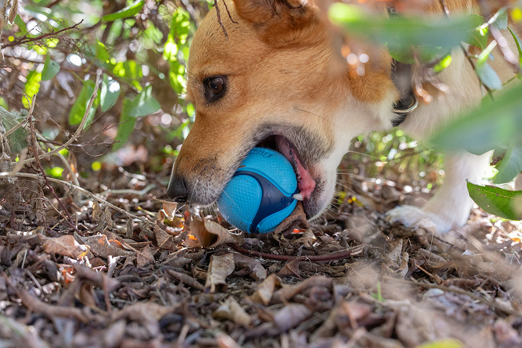 Chuckit! Sniff Fetch Ball Bacon & Peanut Butter
