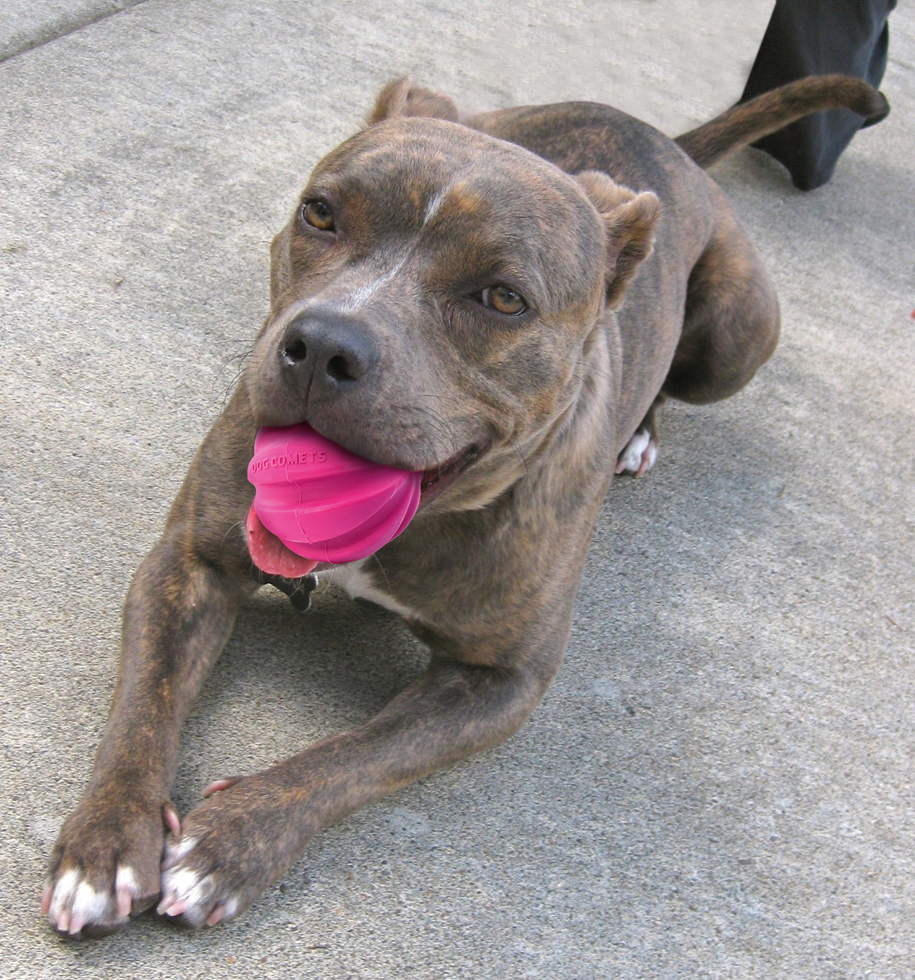 Dog Comets Meteorite
