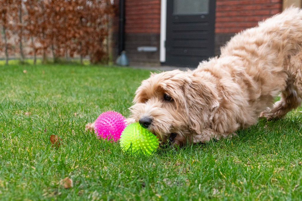 Dog Comets Exoplanet Egelbal