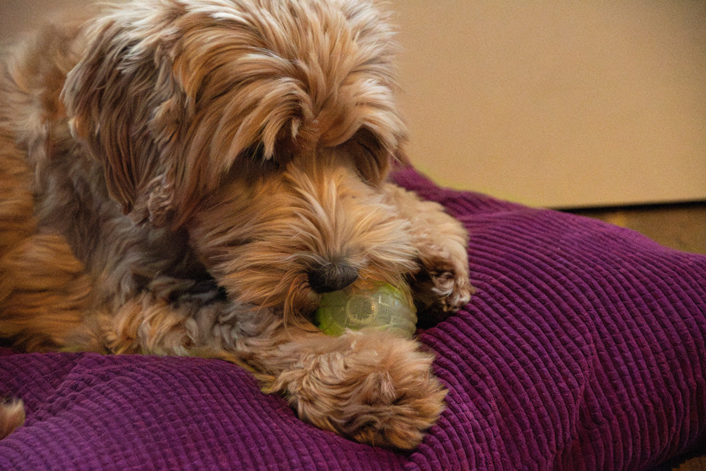 Dog Comets Glow In The Dark Moon Bal