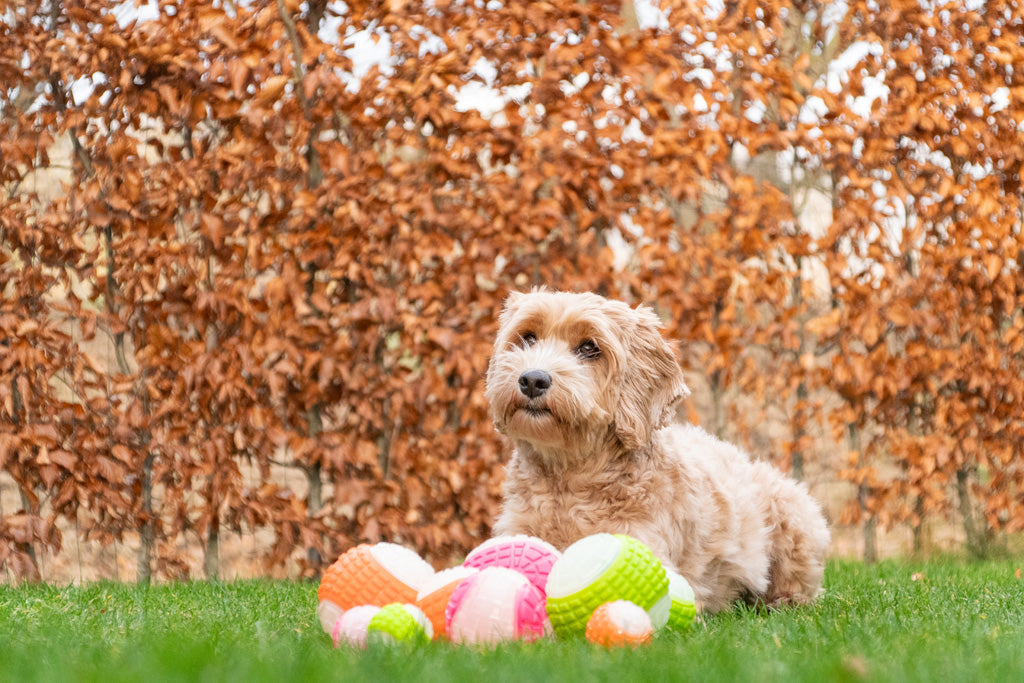 Dog Comets Glow In The Dark Moon Bal