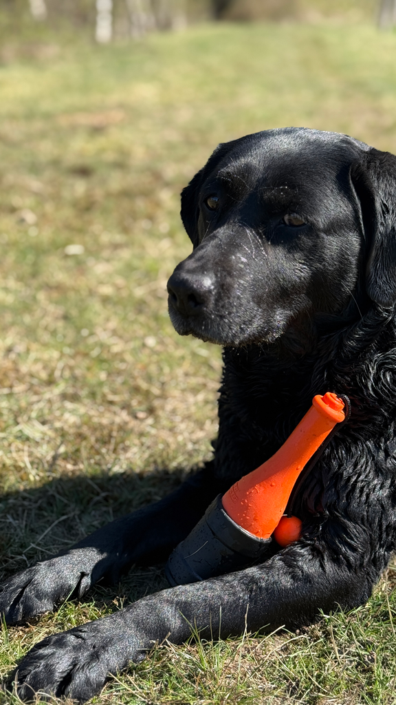 Dog Comets Bobber