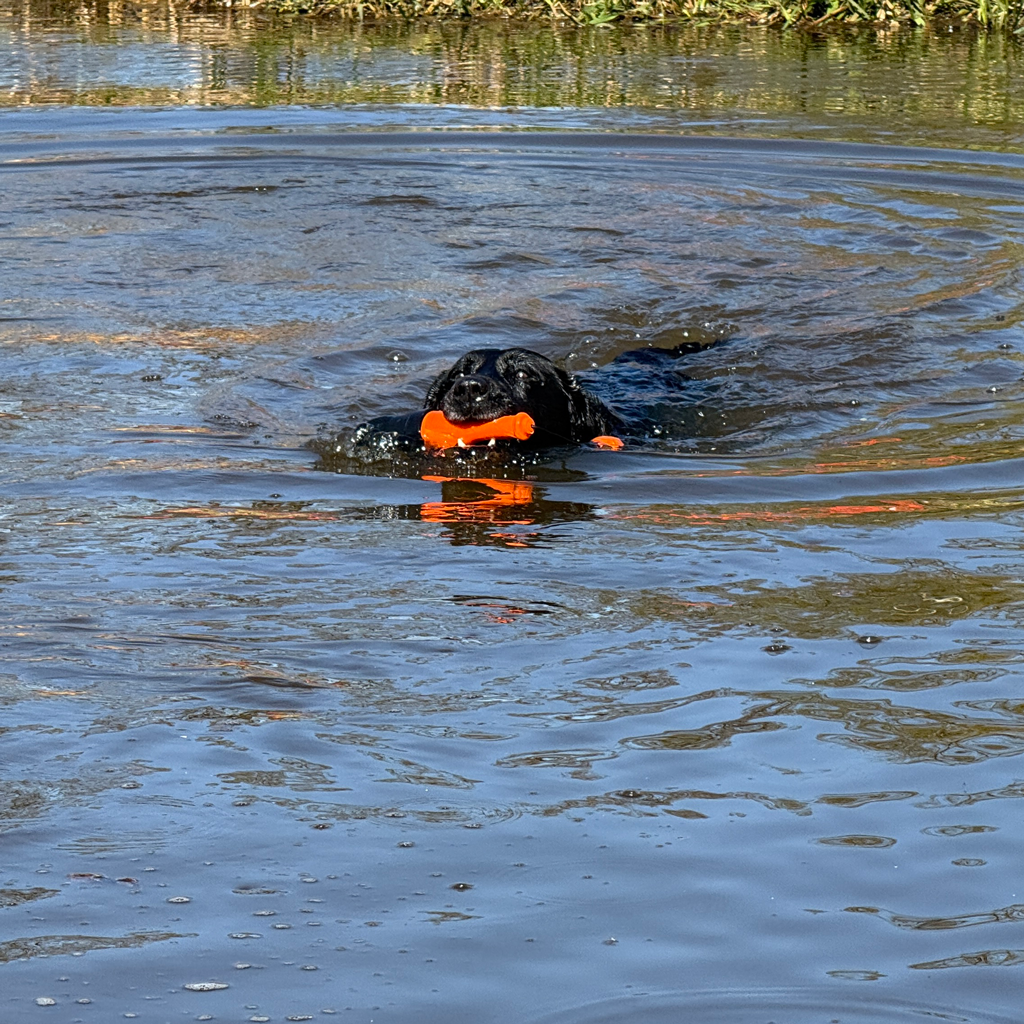 Dog Comets Bobber