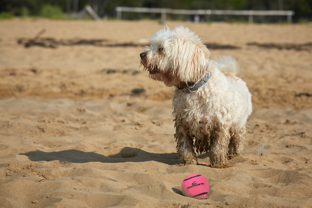 Dog Comets Neutron Star Tennisball Mit Quietscher