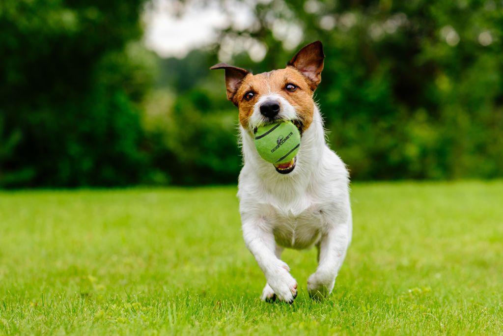 Dog Comets Neutron Star Tennisball Mit Quietscher