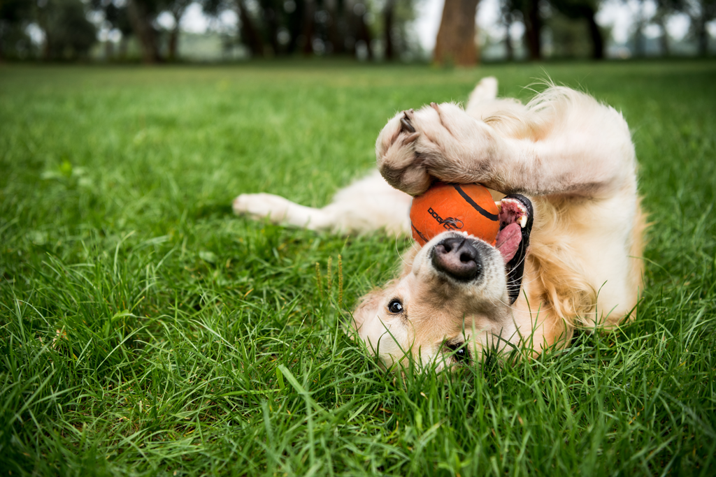 Dog Comets Neutron Star Tennisball Mit Quietscher