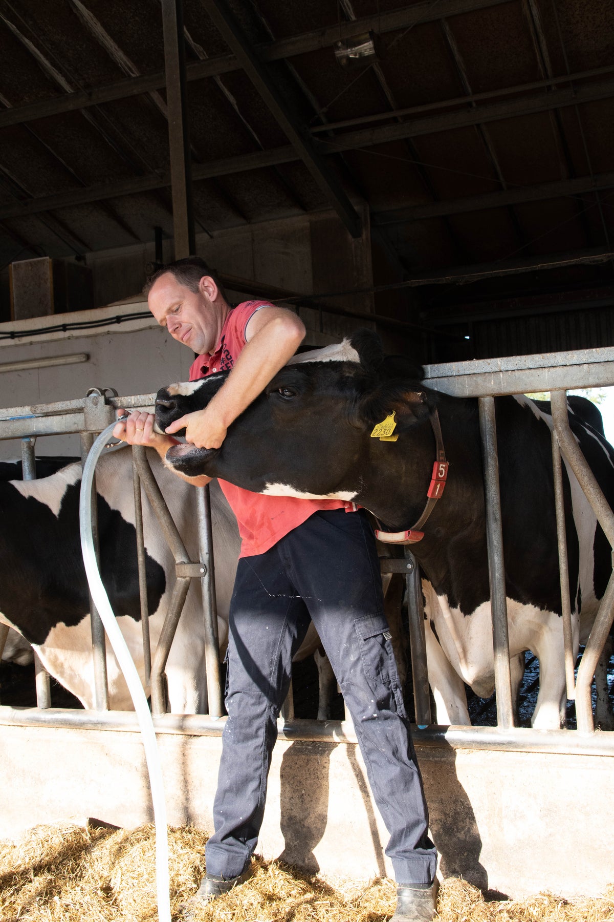 Excellent Cow Drencher Automatisch