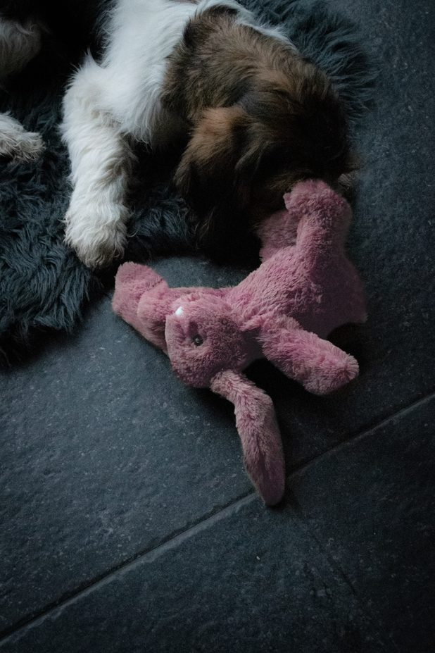 Cozy Dog Bunny