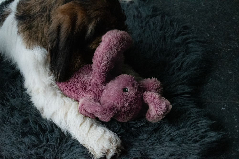 Cozy Dog Bunny