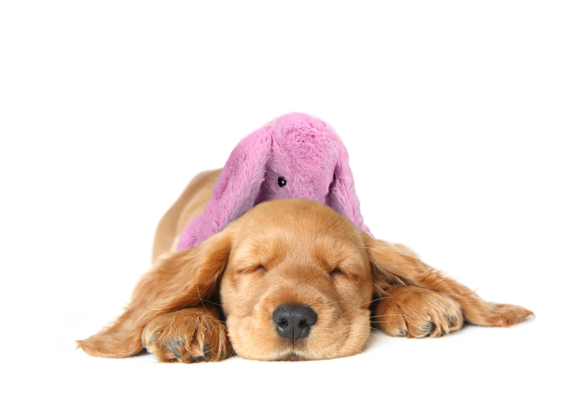 Cozy Dog Bunny