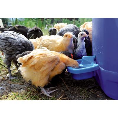 Drinker Poultry for self-assembly